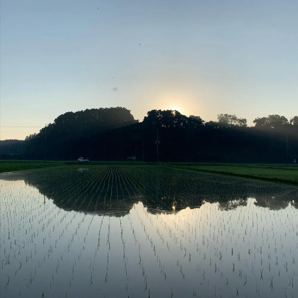 朝日に照らされた水田