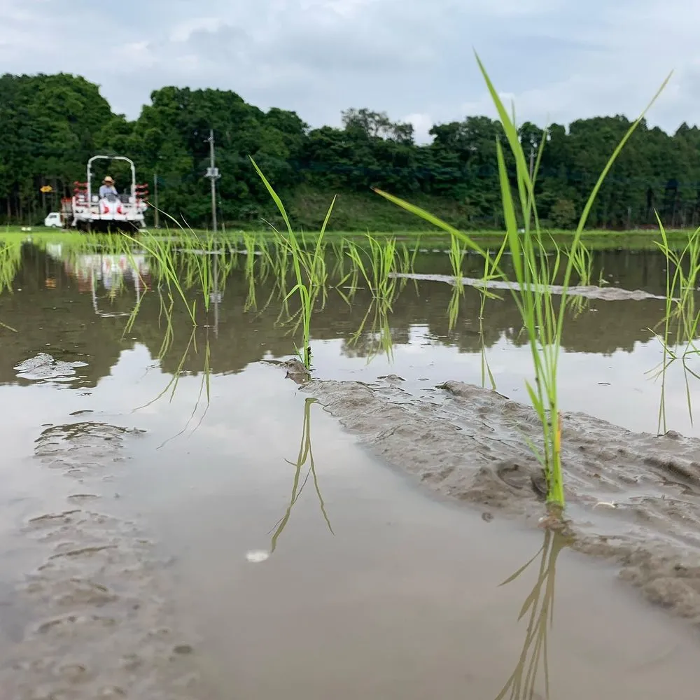 田植えを終えたばかりの水田
