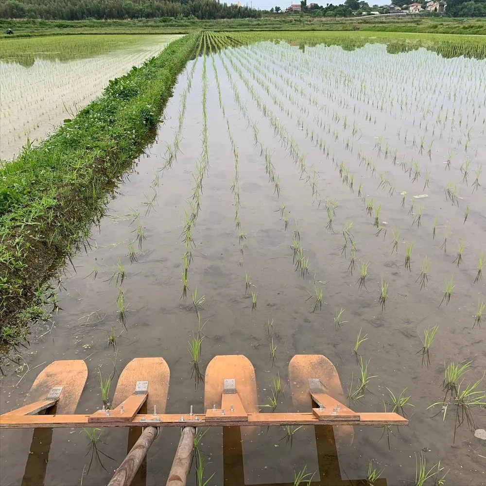 間隔をあけて植えた苗の列と除草機