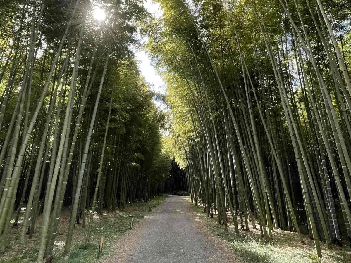 背の高い竹が両側に並ぶ、竹林の散策路