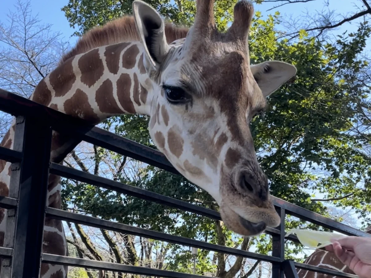 柵の向こうから顔を出す、動物園のきりん