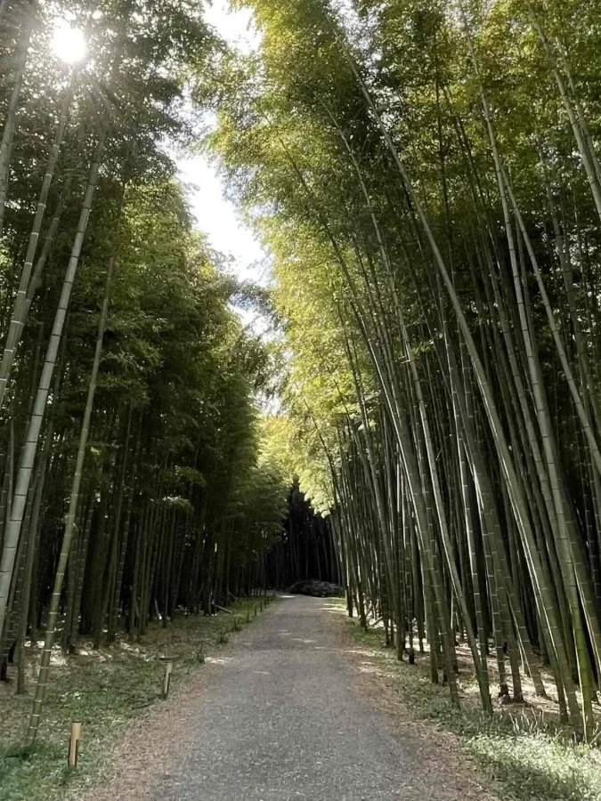 背の高い竹が両側に並ぶ、竹林の散策路