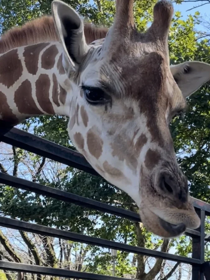 柵の向こうから顔を出す、動物園のきりん
