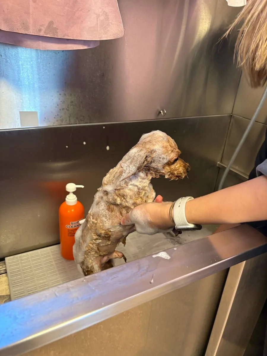 泡に包まれて、からだを洗ってもらう犬