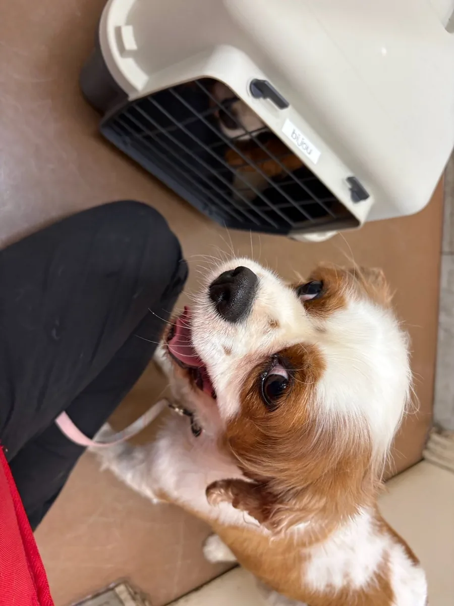 足もとから顔を見上げる犬