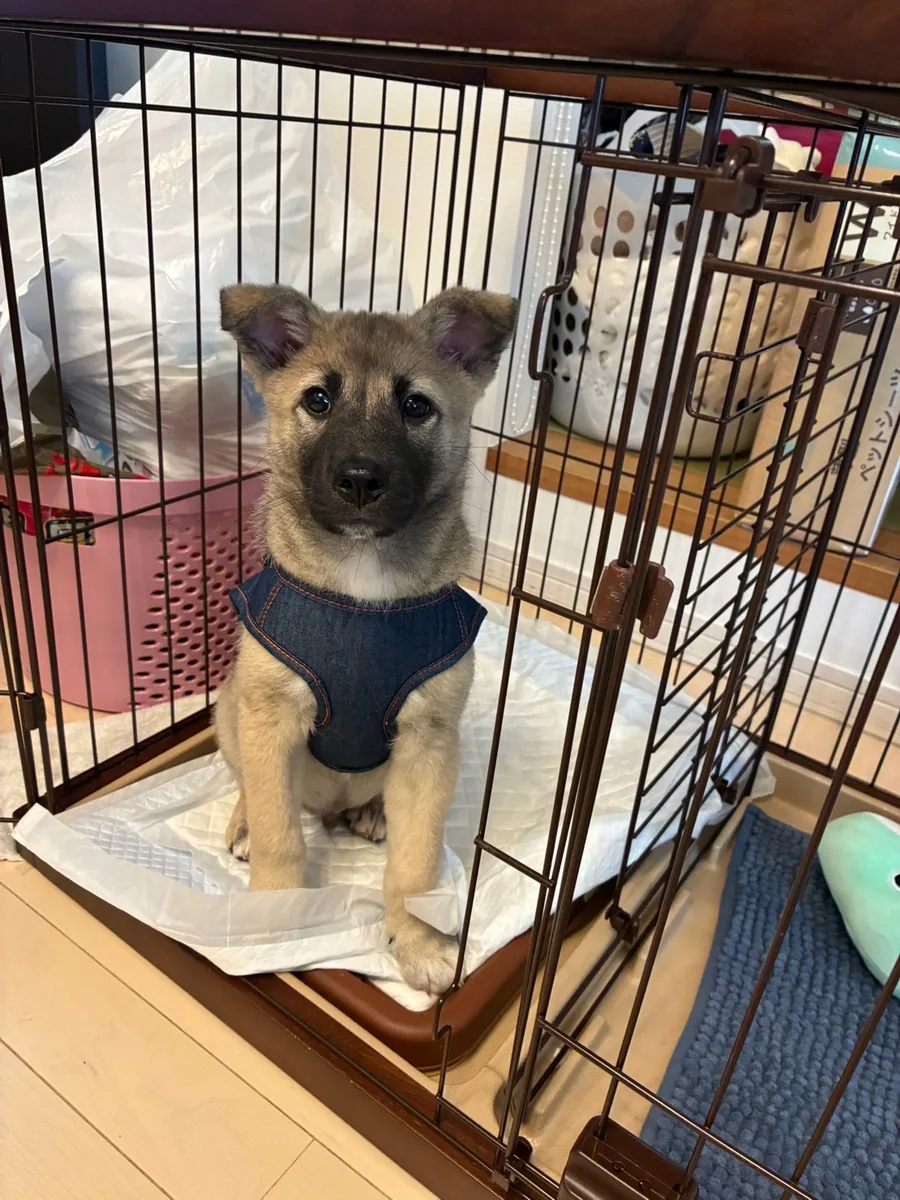ケージの中で、ハーネスをつけて座る子犬