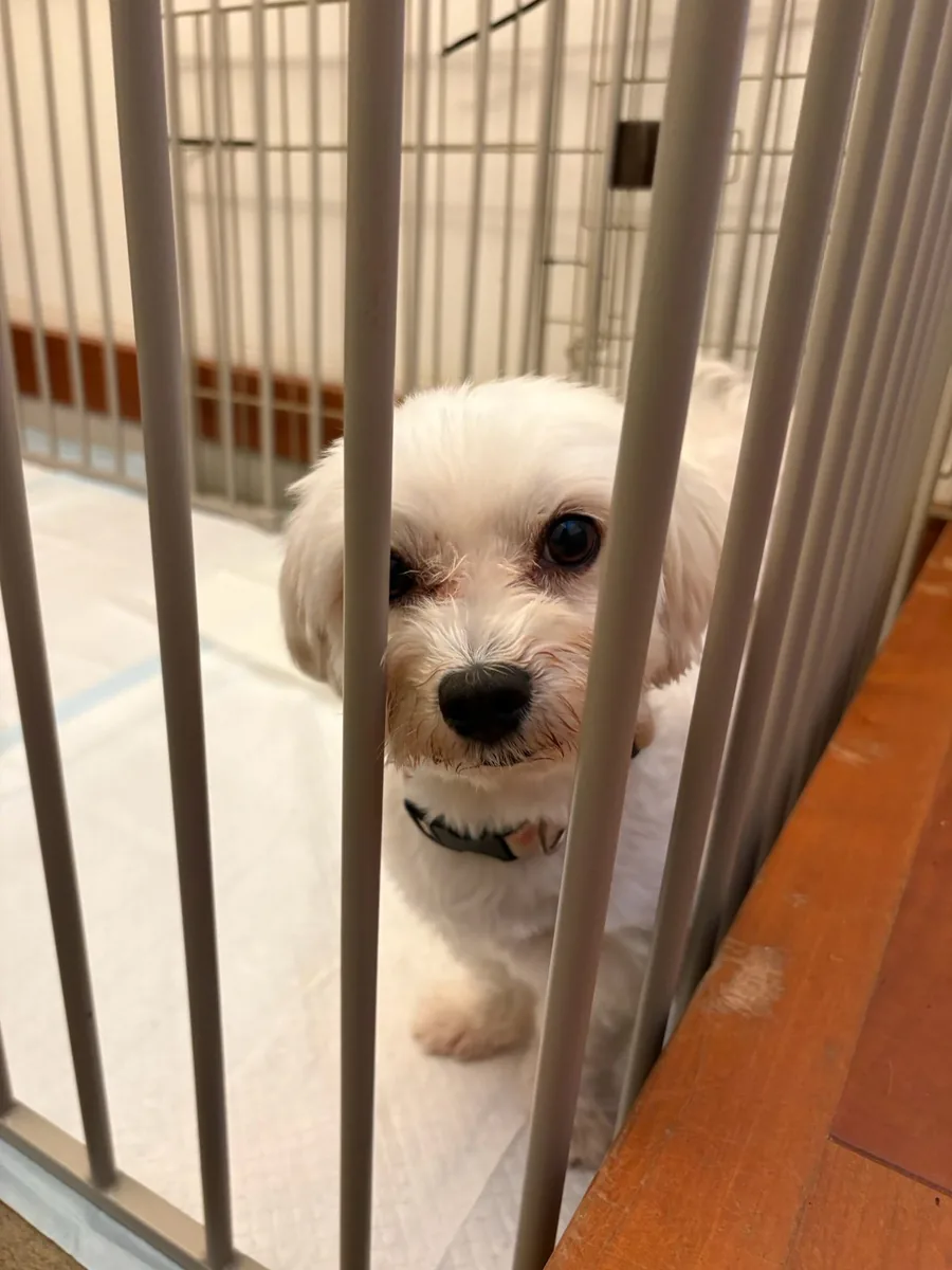 サークルの柵のあいだから、こちらを見る白い犬