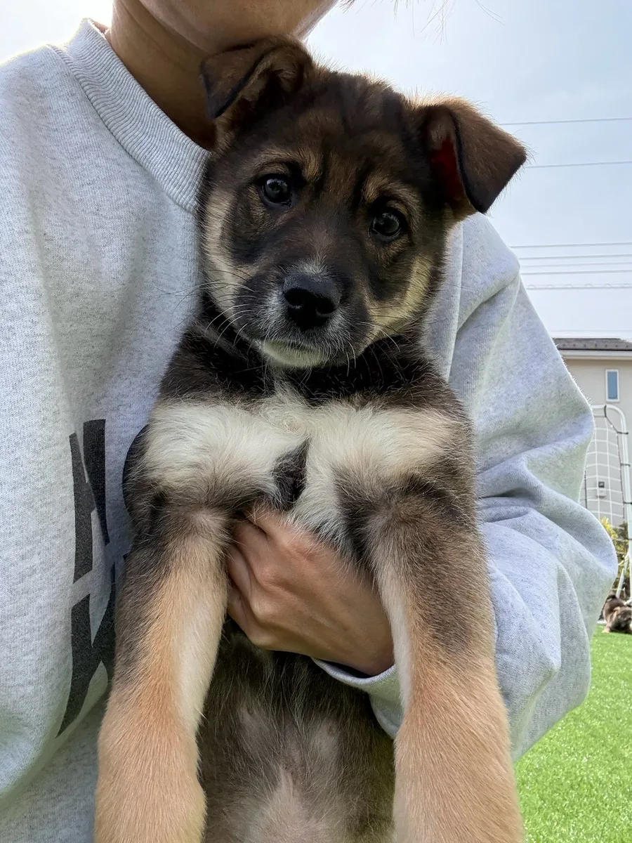 腕に抱かれて、こちらを見る子犬