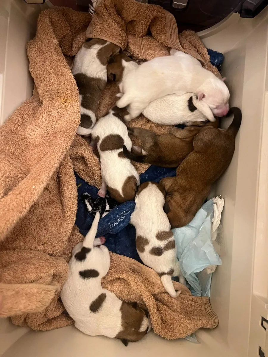 タオルの中で身を寄せ合う子犬たち