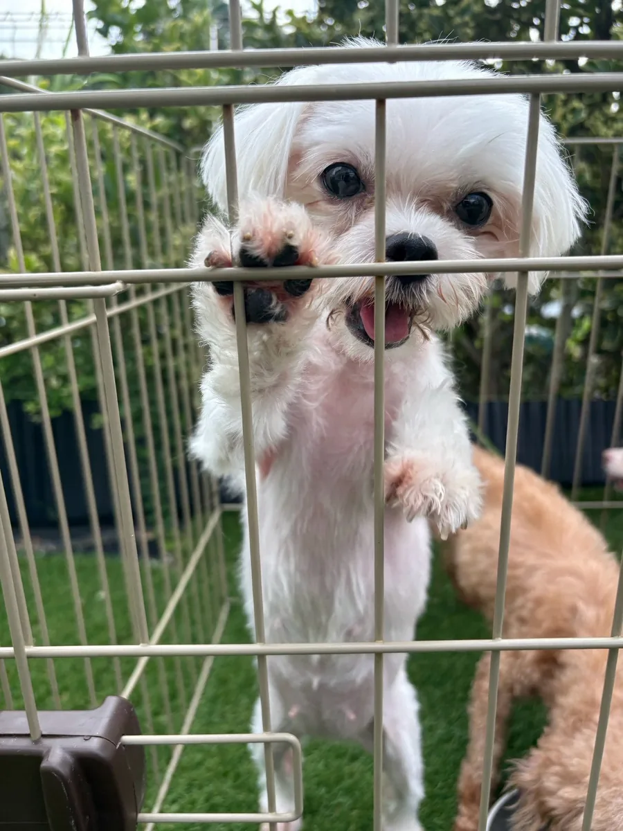 サークルの柵に前足をかける白い犬