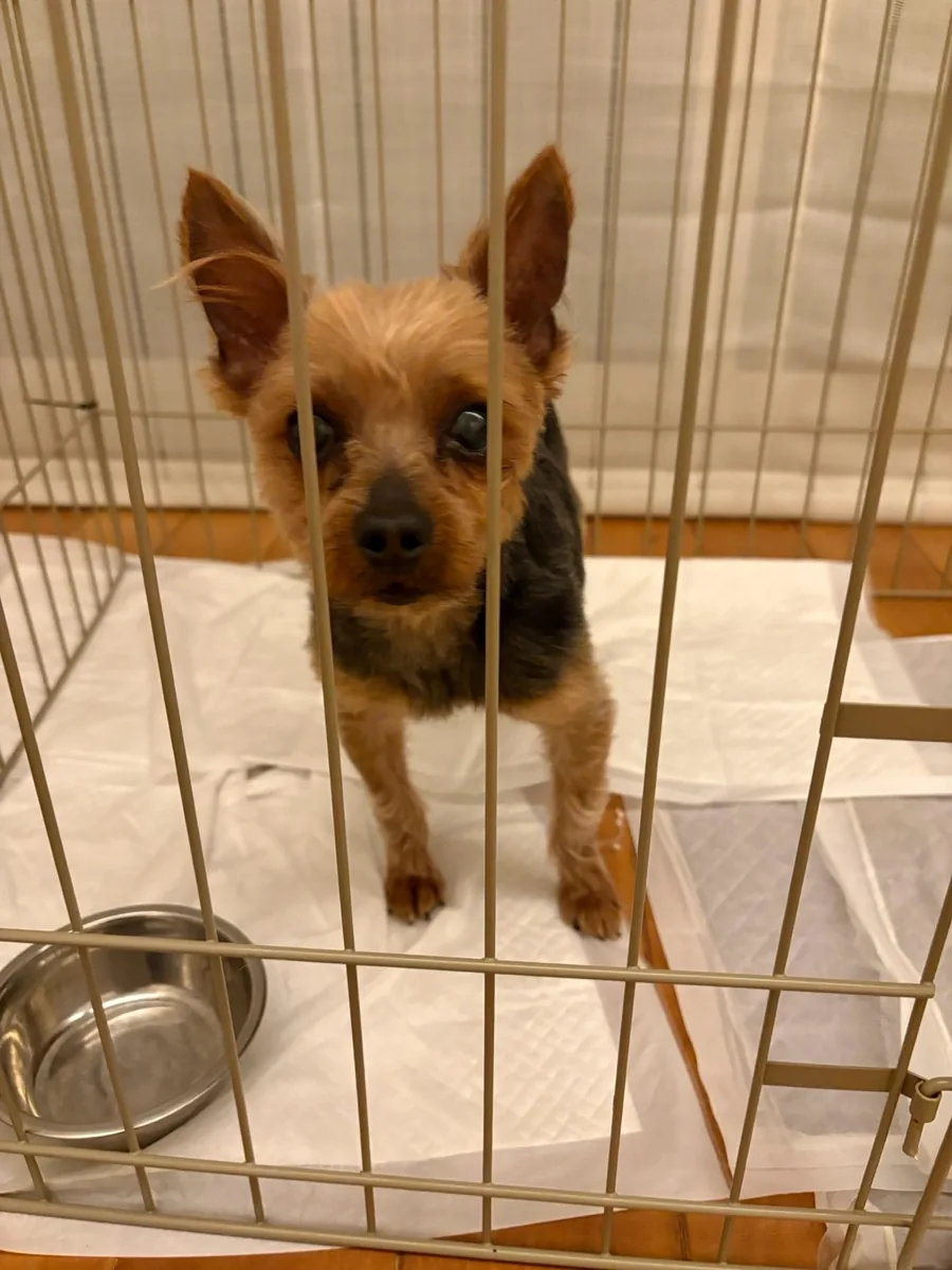 サークルの中に立つ小型犬