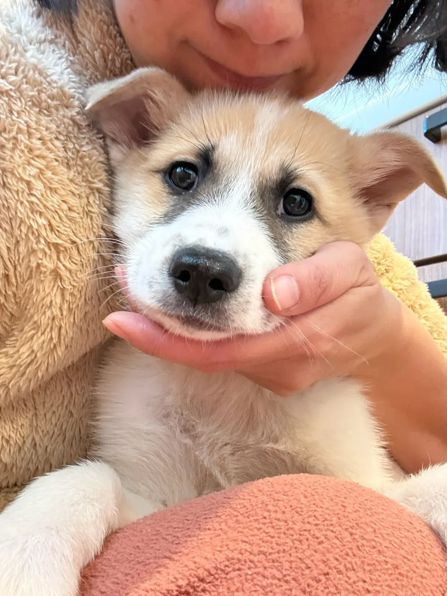 人の手のひらに、あごをあずける子犬