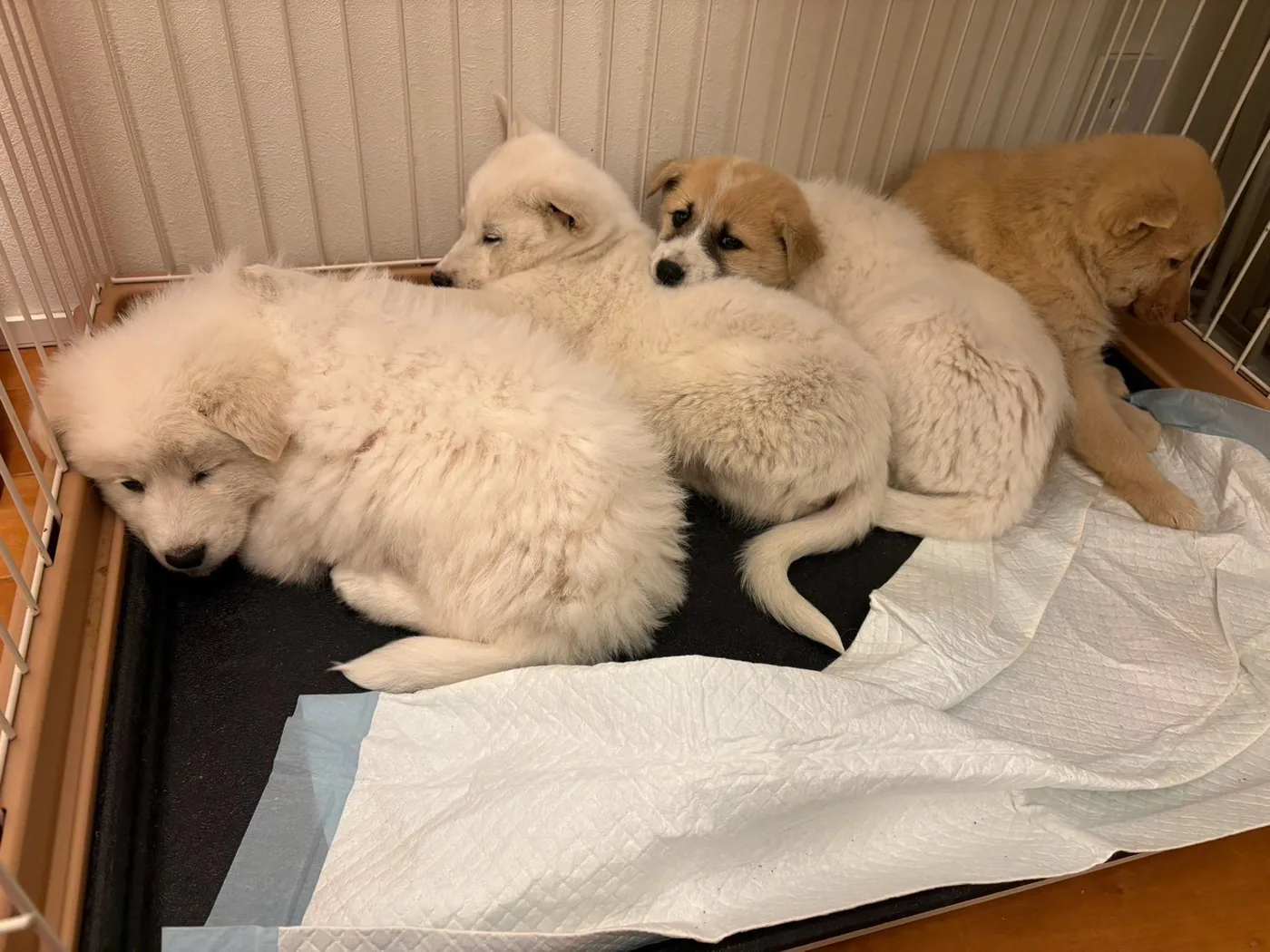 サークルの中で身を寄せ合う4頭の子犬