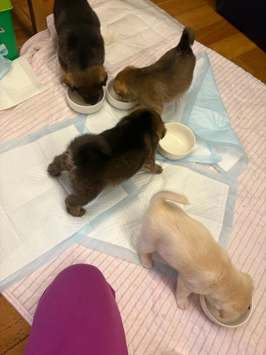 床に敷いたシートの上で、並んでごはんを食べる子犬たち