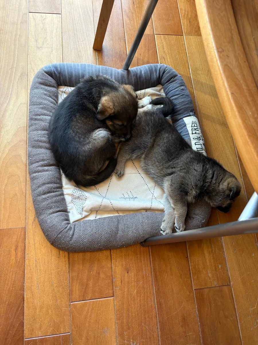 ベッドの上で寄り添って眠る2頭の子犬