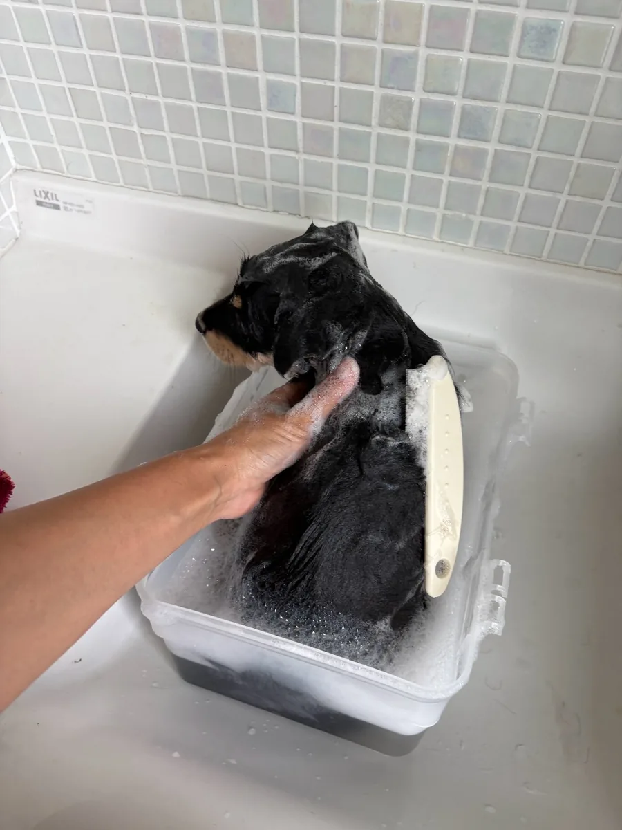 小さな容器の中で、泡に包まれてからだを洗ってもらう犬