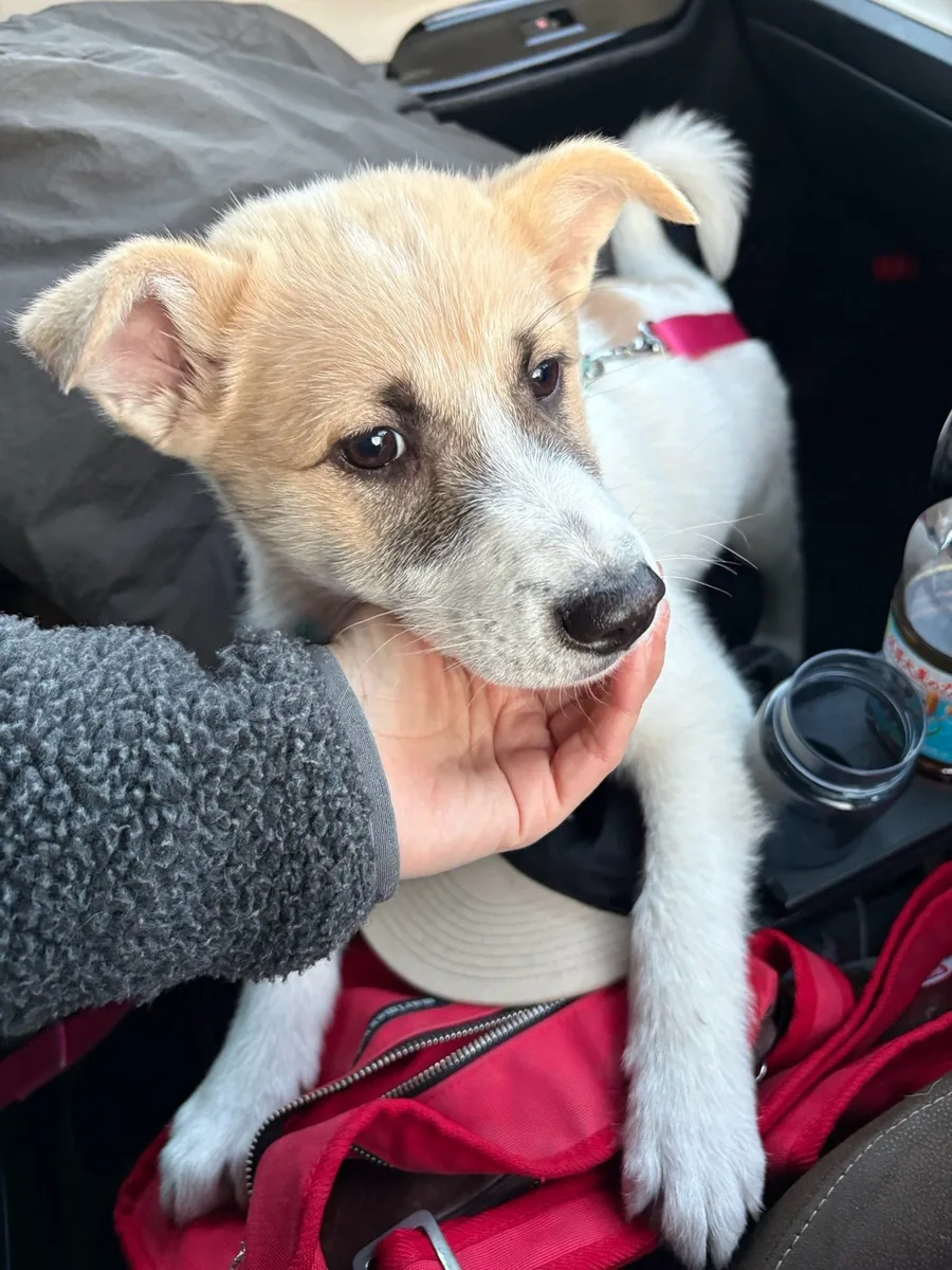 車の中で、手に顔をあずける子犬