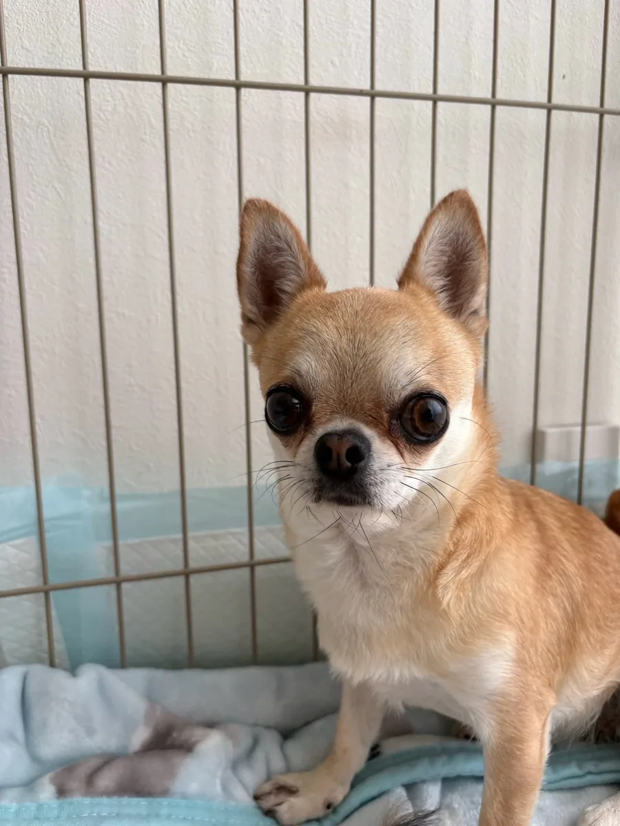 ブランケットの上に座る小型犬