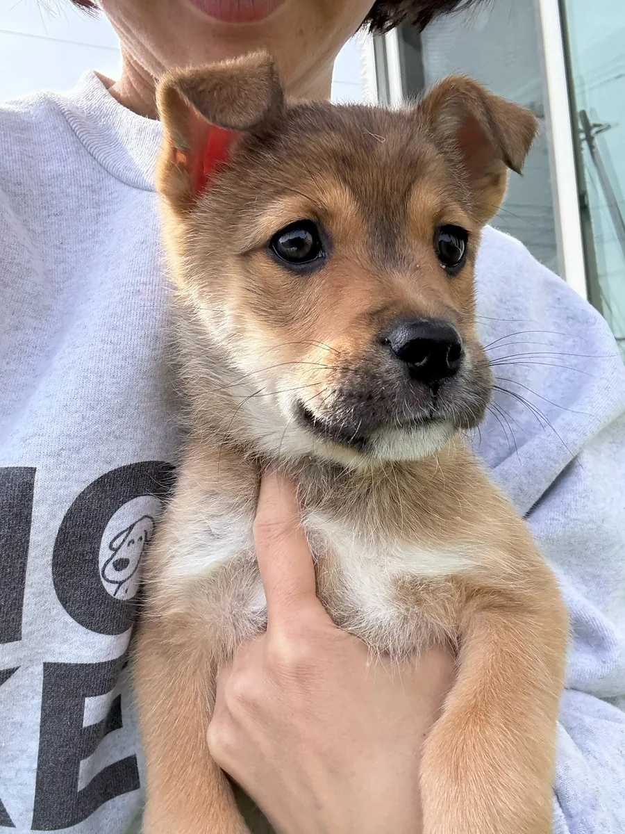 腕に抱かれて、横を見る子犬