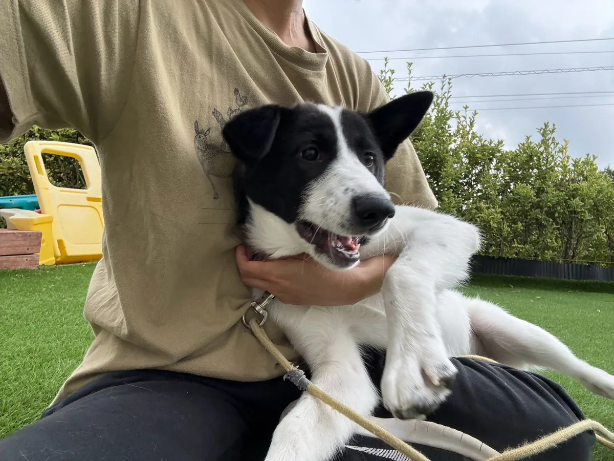 芝生の上で、人の膝に抱かれてくつろぐ犬
