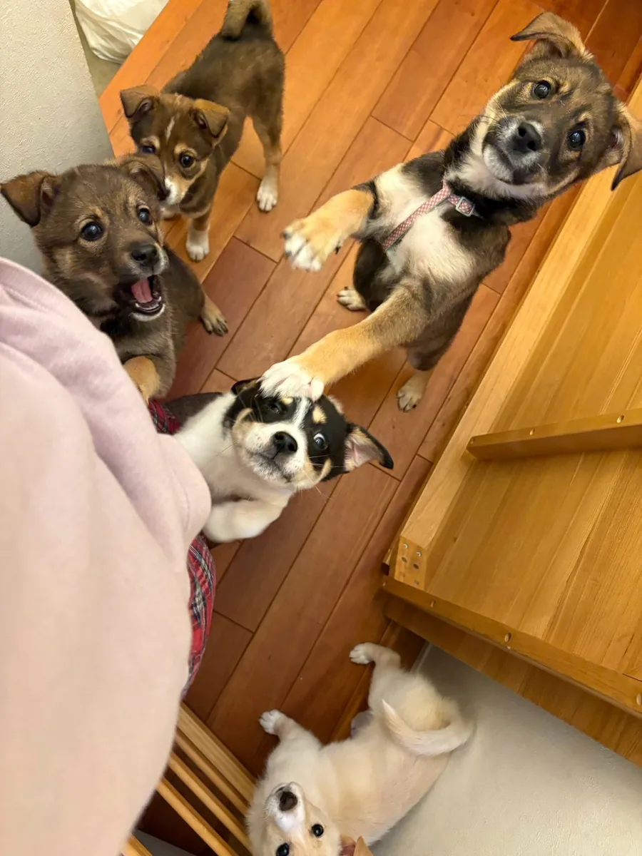 床の上から、そろってこちらを見上げる子犬たち