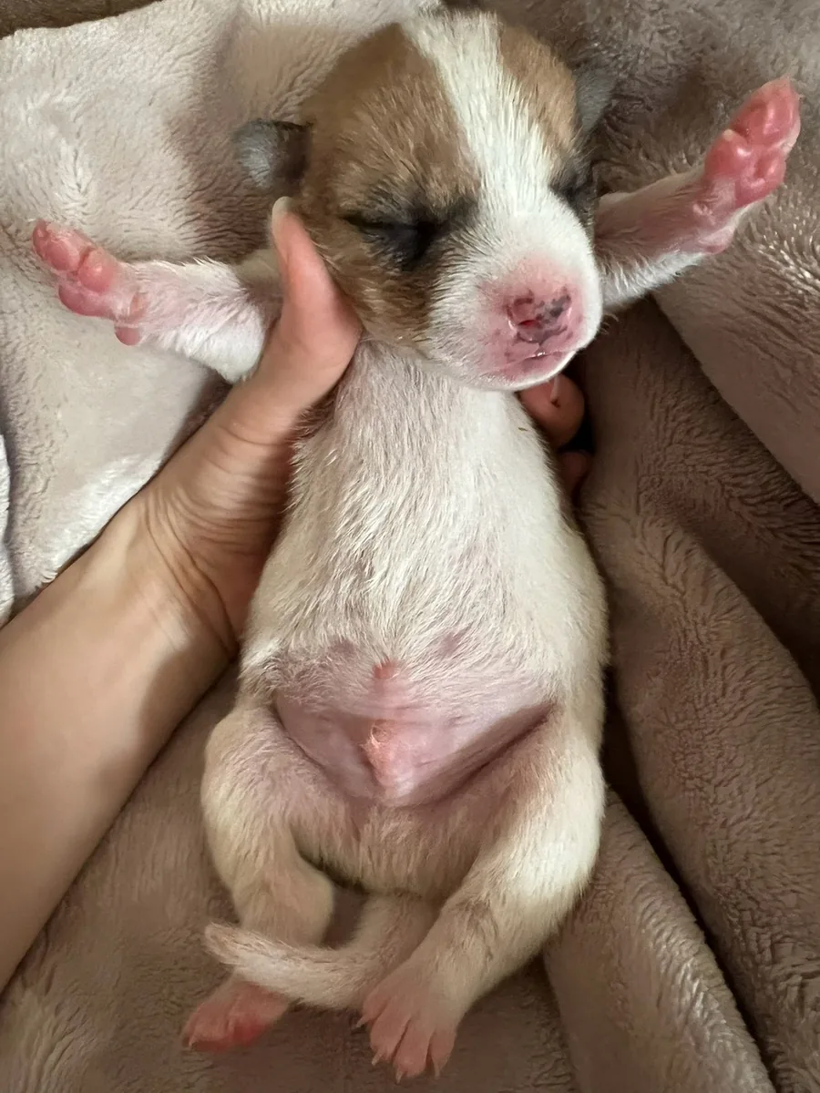 手のひらに支えられて、あおむけで眠る子犬