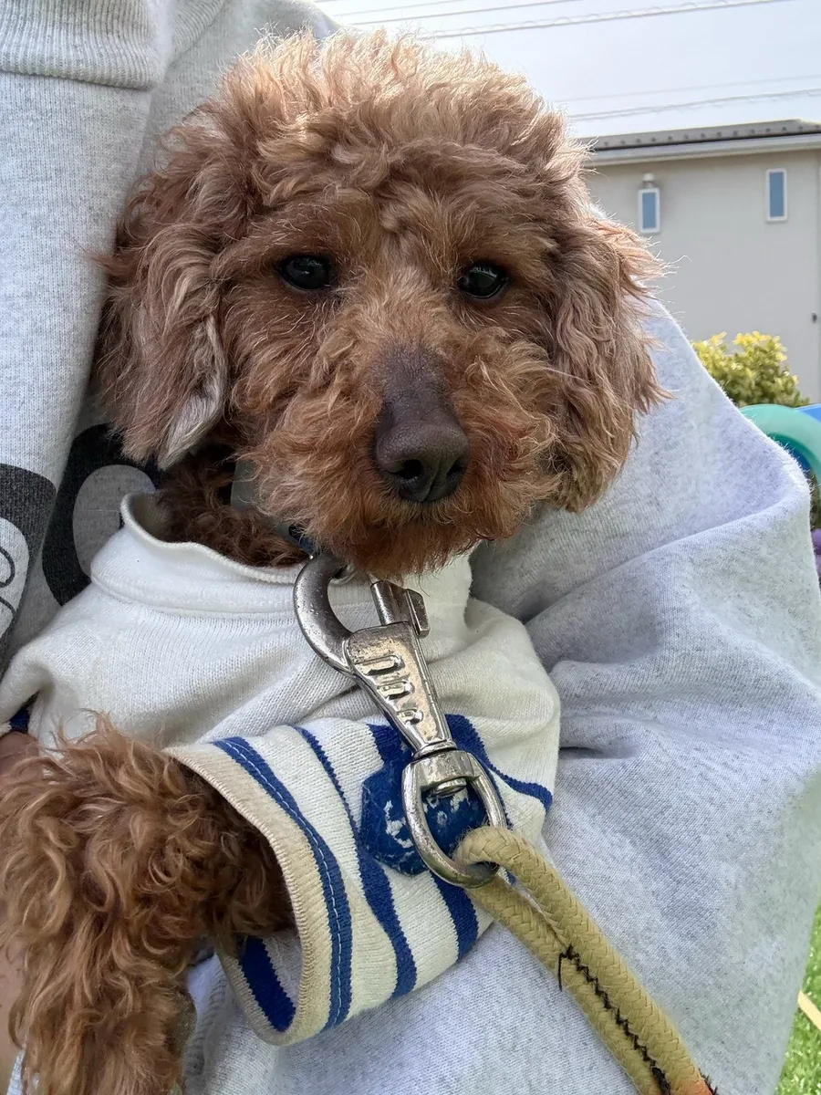服を着て、腕に抱かれる犬