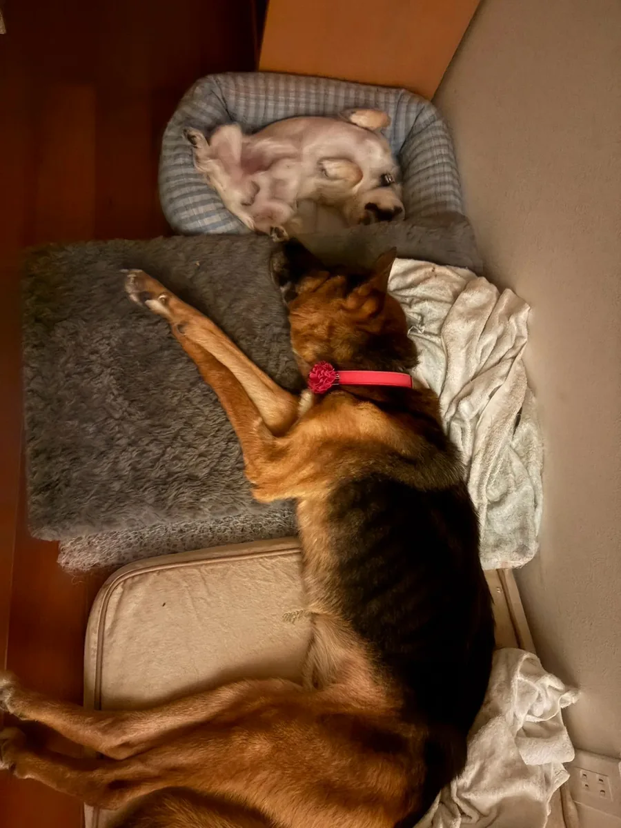 ベッドで眠る小さな犬と、その横で眠る大きな犬