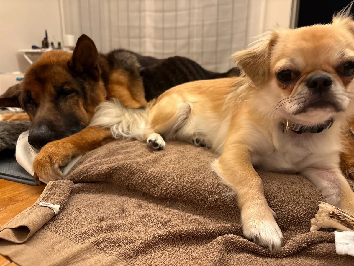 タオルの上で、大きな犬と小さな犬が並んで休む