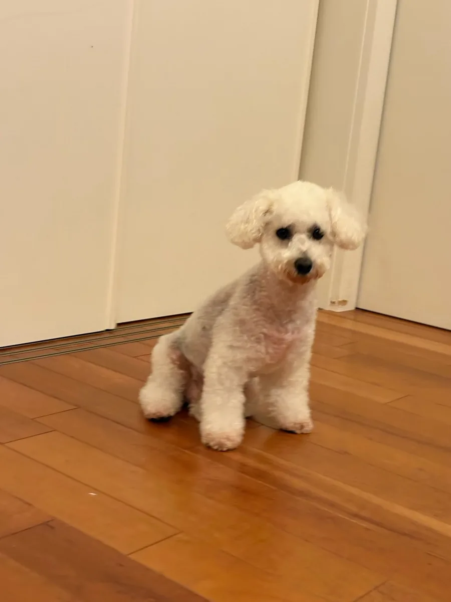 床の上におすわりする白い犬
