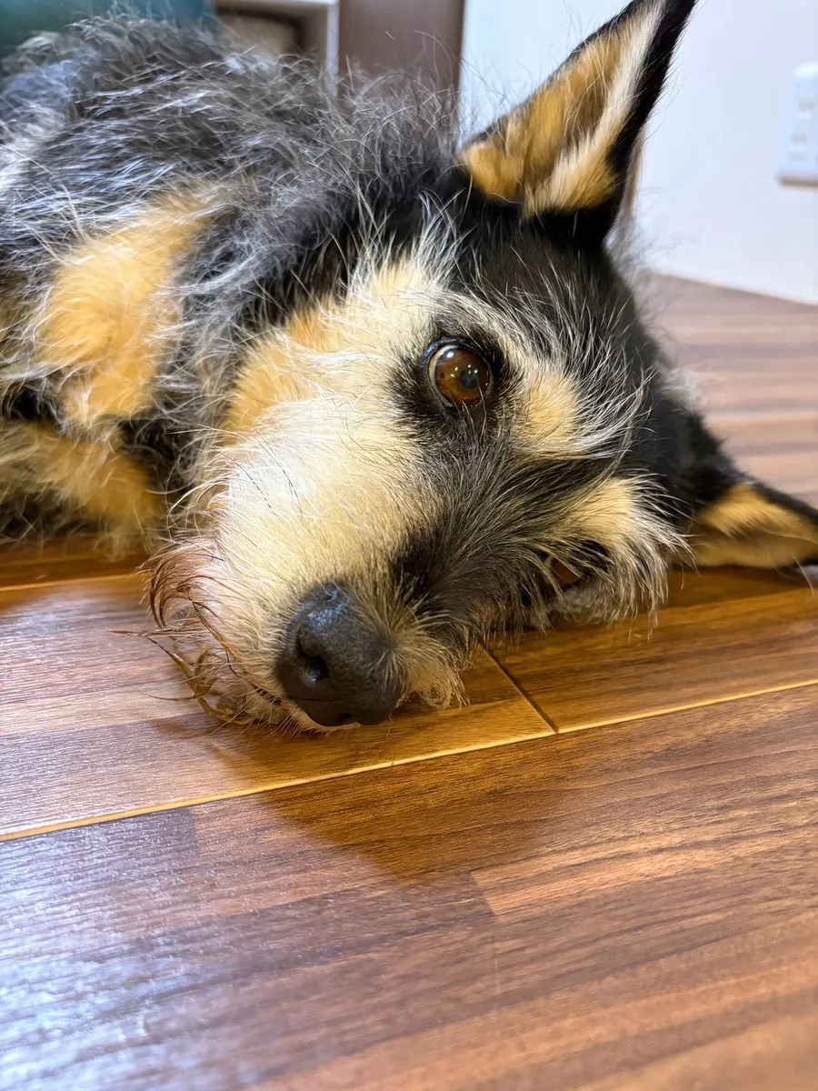床にあごをつけて、こちらを見る犬
