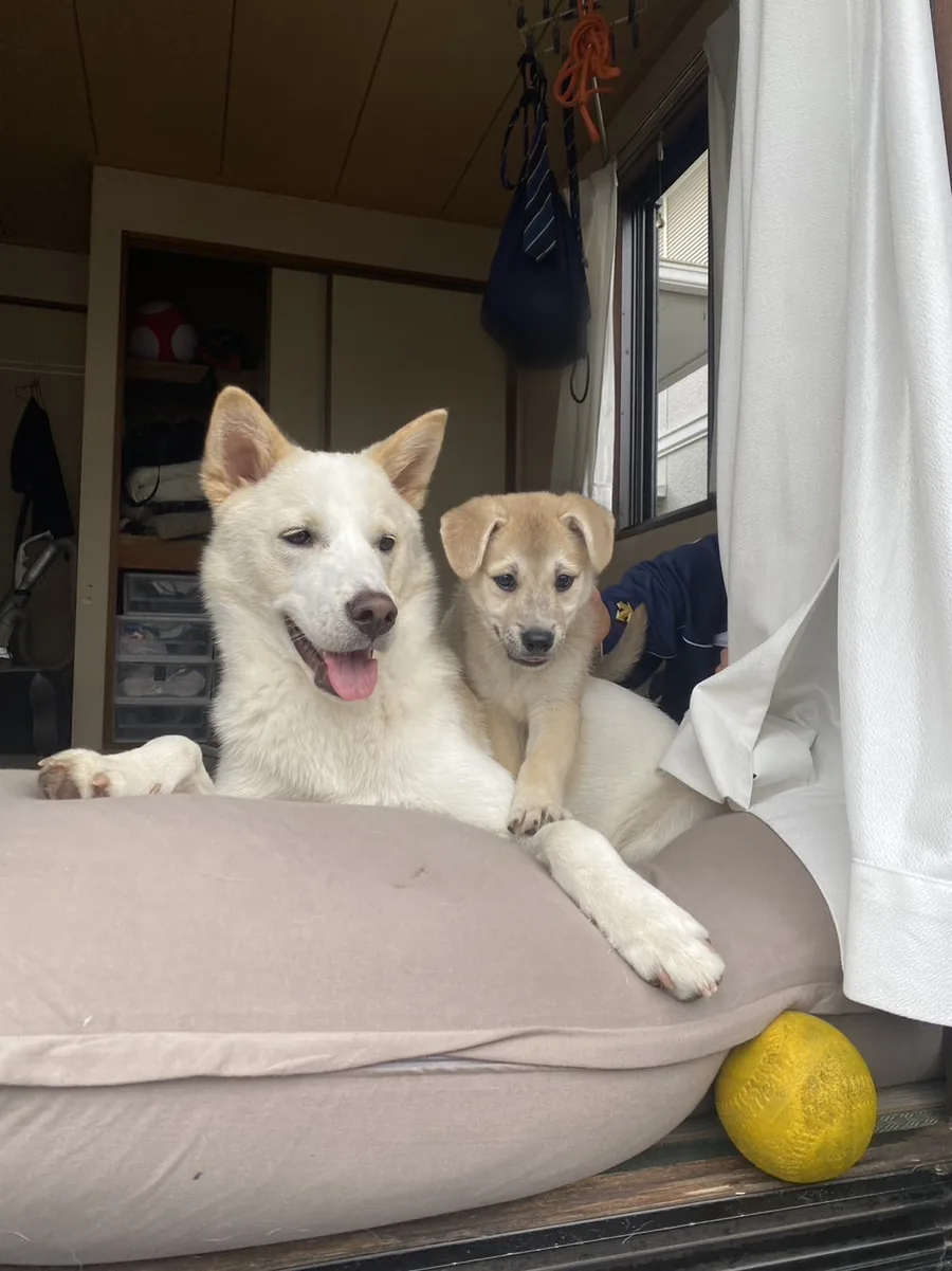 クッションの上でくつろぐ大きくなったサンタと、となりの子犬