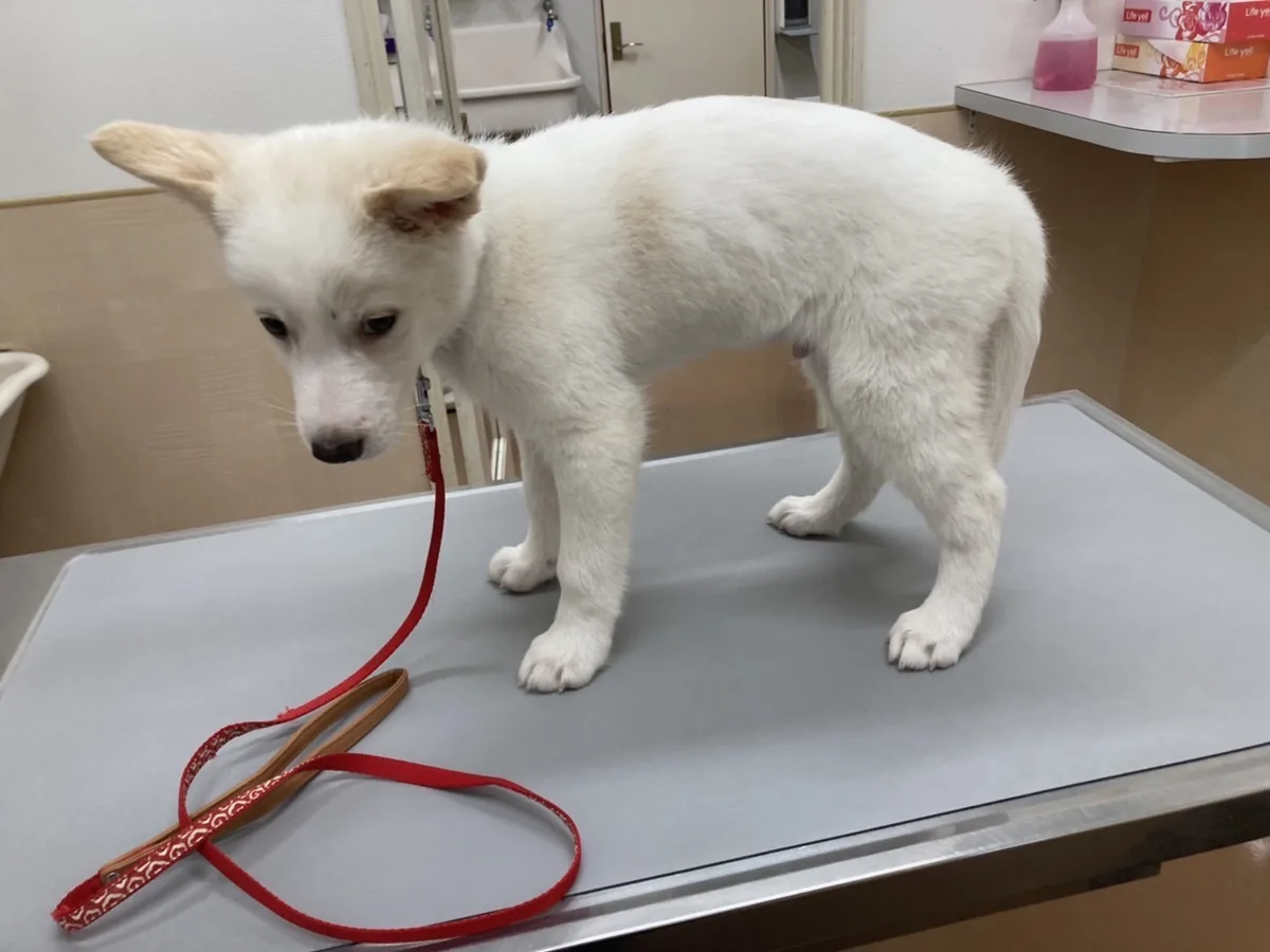 台の上に立つ、白い子犬のころのサンタ