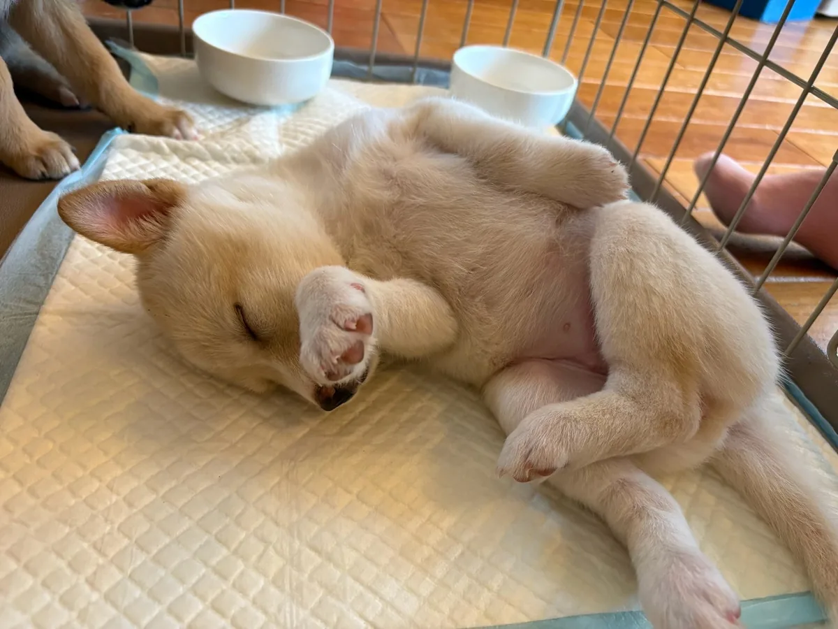 おなかを見せて、ぐっすり眠る子犬