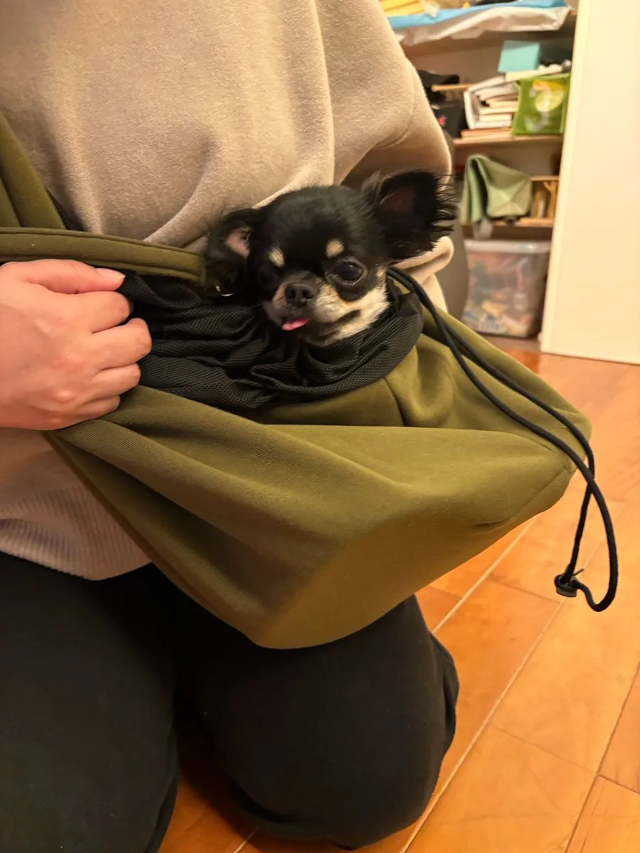 スリングの中から顔を出す小型犬
