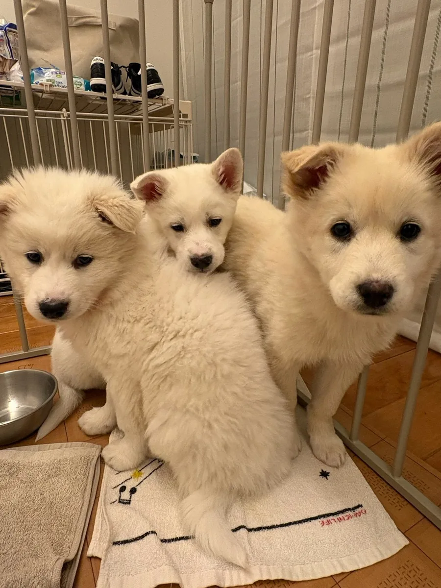 身を寄せ合って、カメラを見つめる3頭の白い子犬