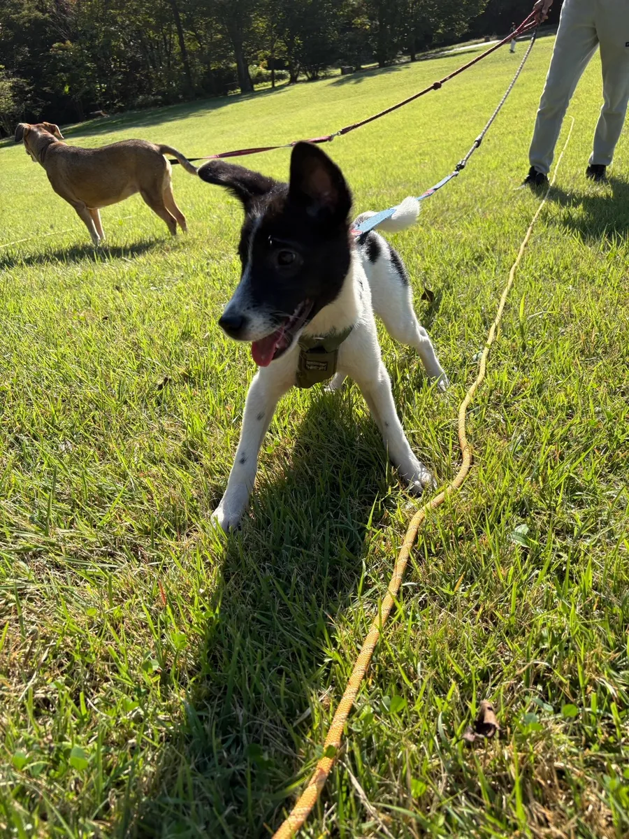 芝生の上を、リードをつけて歩く子犬