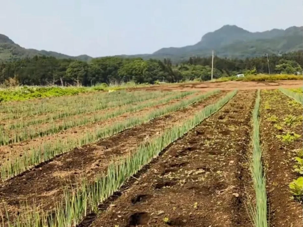 山並みを背に、新里ねぎの畝が並ぶ畑