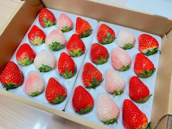 赤いいちごと白いいちごが交互に並んだ贈答用の箱