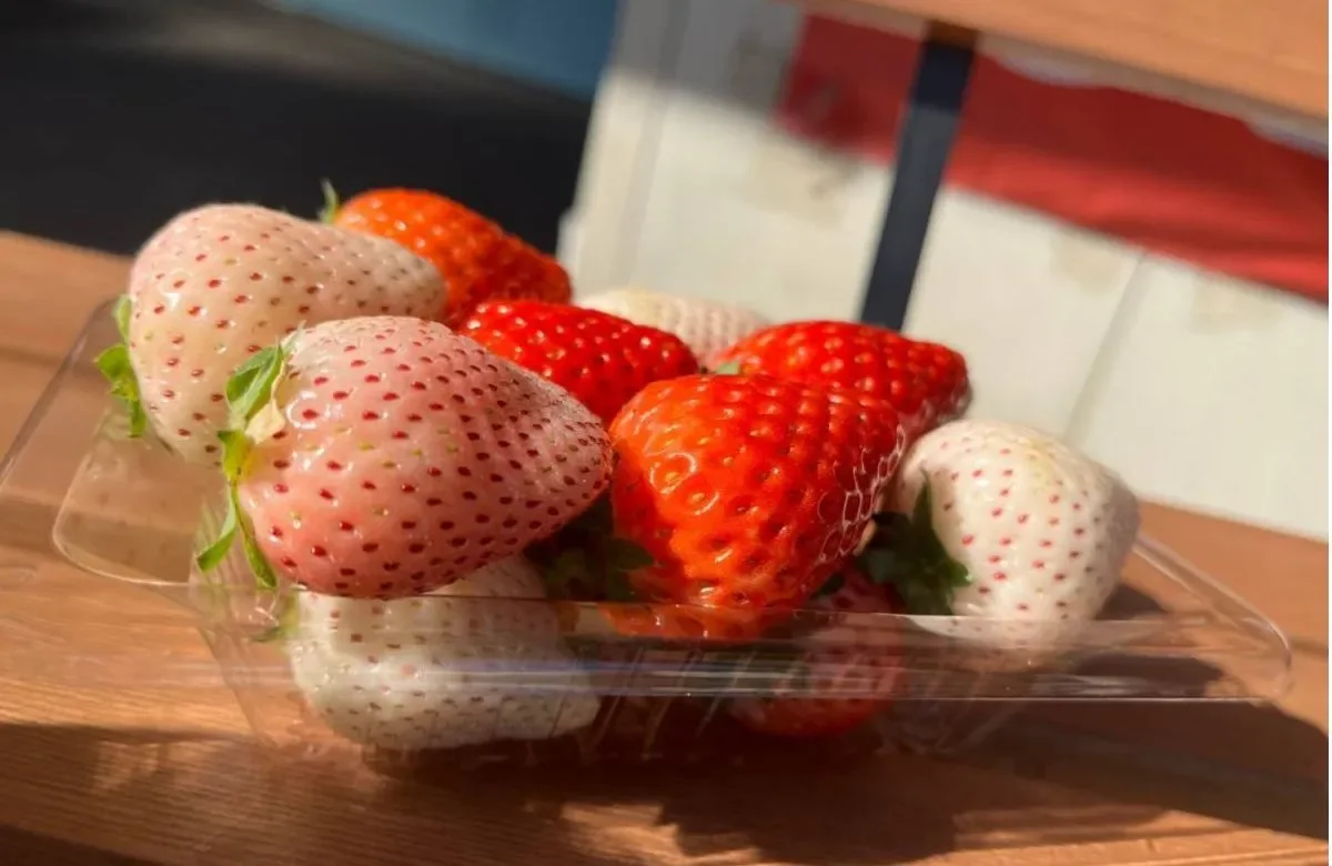 赤いいちごと白いいちごが一緒に入ったパック