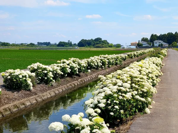 田園の中にまっすぐ続く、白いアナベルの紫陽花の並木