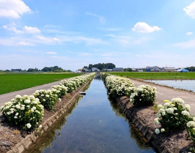 あじさいが並ぶ用水路の道