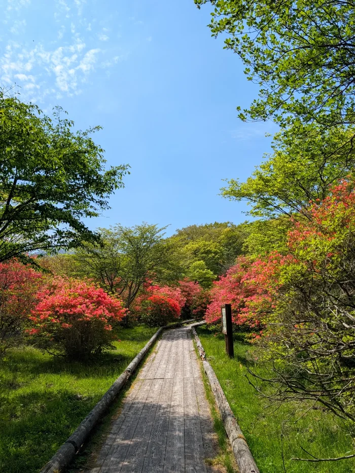ツツジが咲く遊歩道