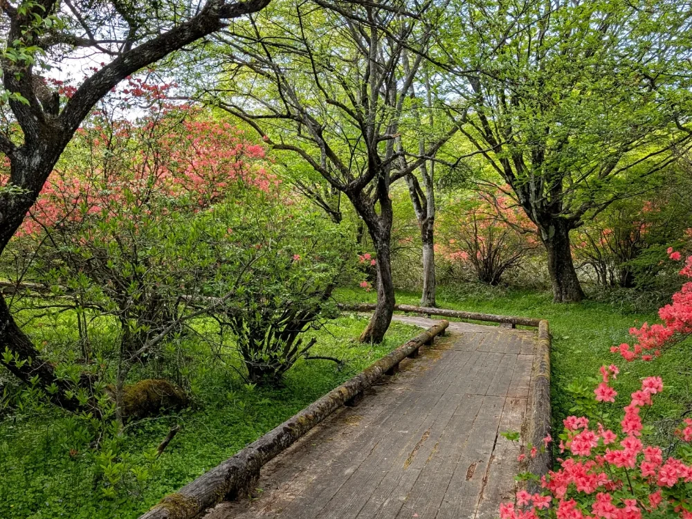 緑に囲まれた公園の小道