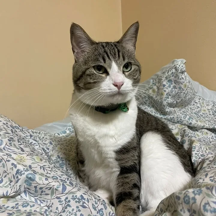 花柄の布団の上で、こちらを見つめる飼い猫のヤッ太郎