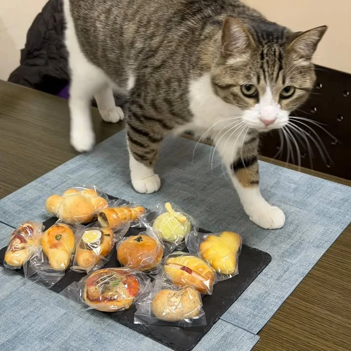袋入りのパンが並ぶテーブルの上を歩くヤッ太郎