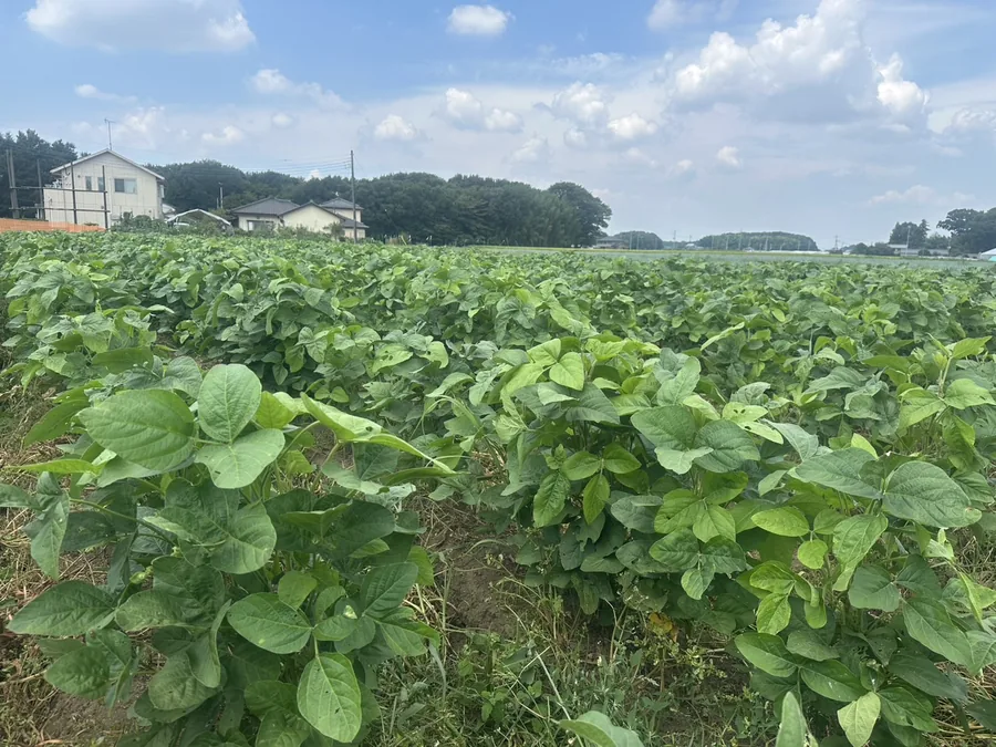 循環資材を生かして育てる大豆の畑