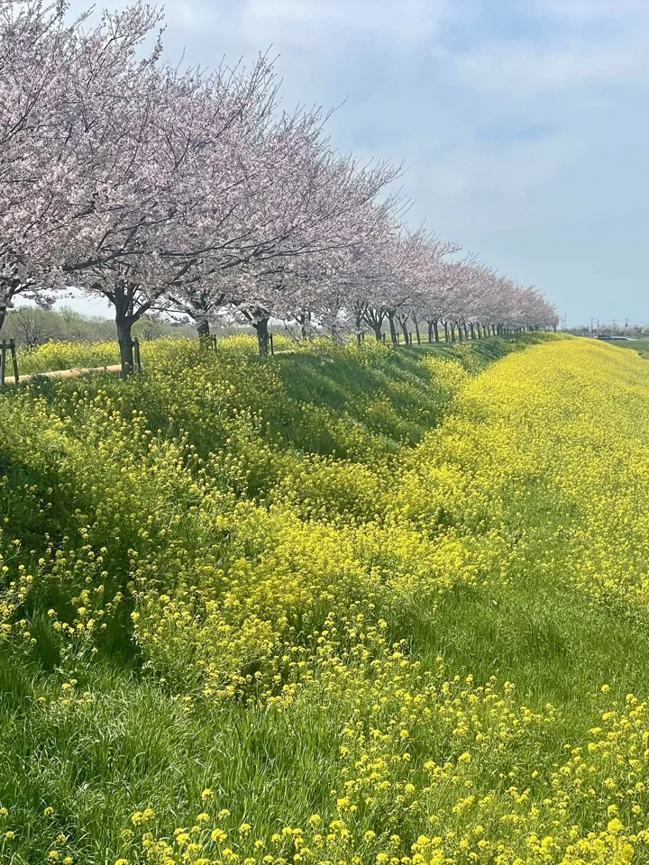 菜の花の黄色が広がる土手に、満開の桜並木が続く春の風景