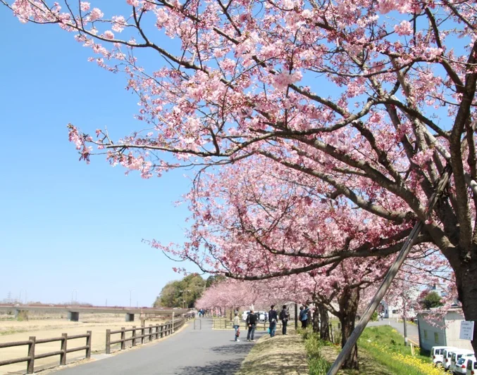 青空の下、遊歩道に沿って満開の桜が続く小山の春