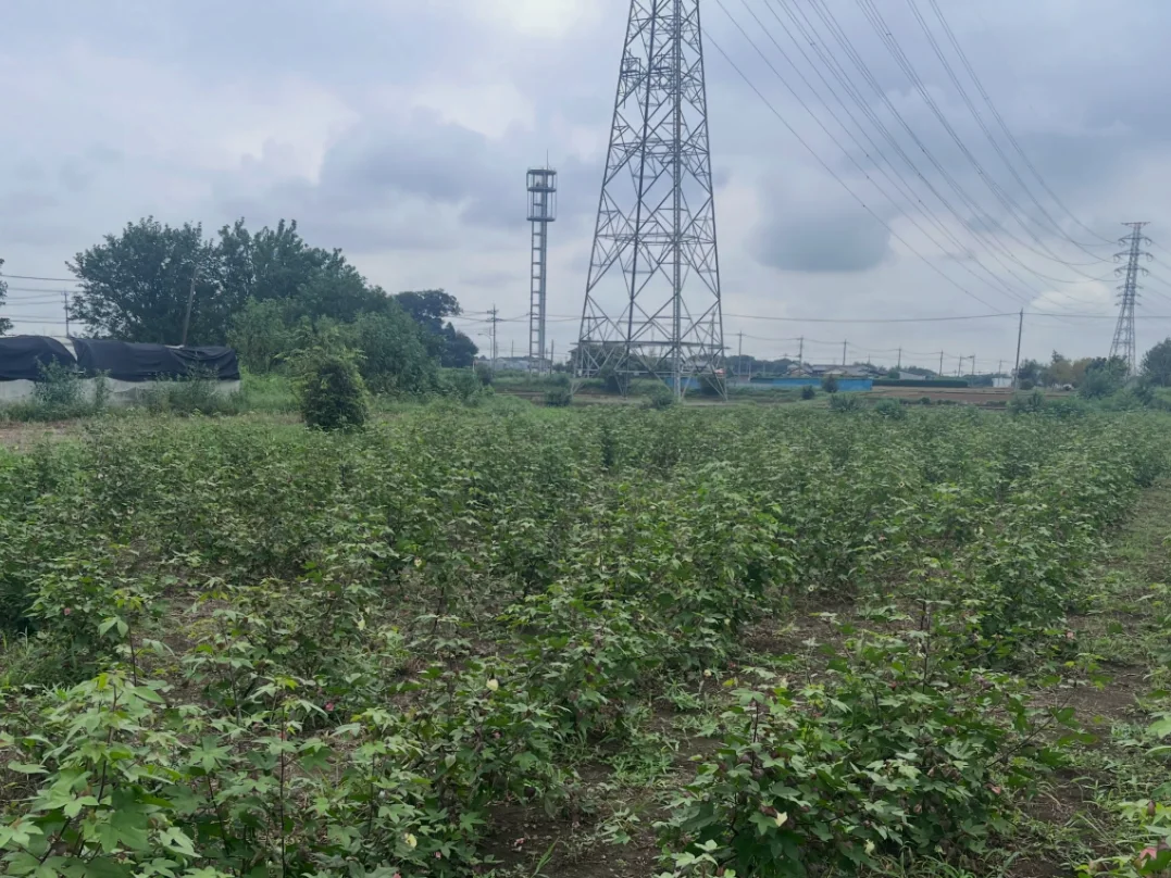 送電鉄塔を背に、葉を茂らせた和綿が並ぶ藤岡町の畑